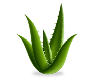 Aloe Vera Extract